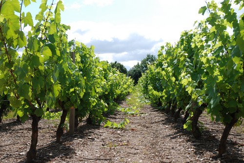 Concours général agricole