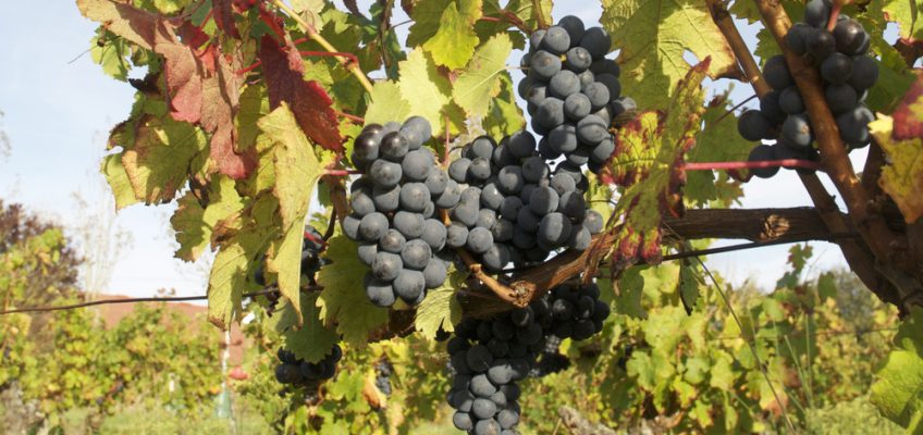 Ban des vendanges – récolte 2015