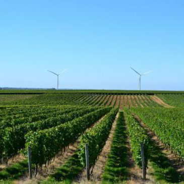 Route des vins du Sud Vendée