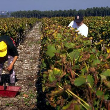 Ban des vendanges