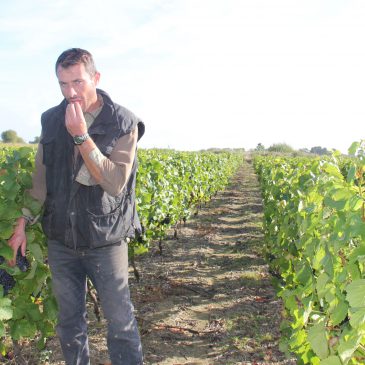 Du soleil pour démarrer les vendanges