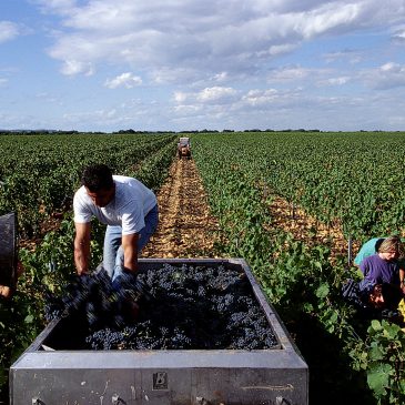 Ban des vendanges