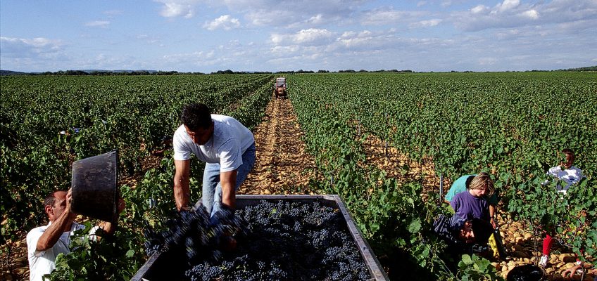 Ban des vendanges